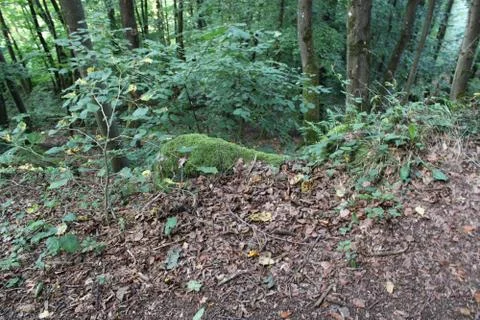 Bushes in a forest Stock Photos