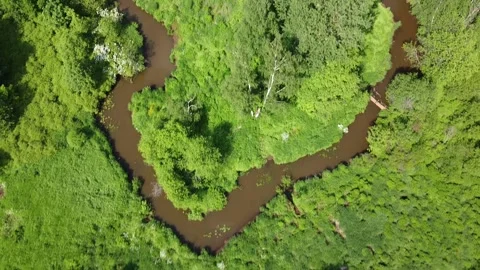 Bushes Forest Stream Stock Footage 133822143