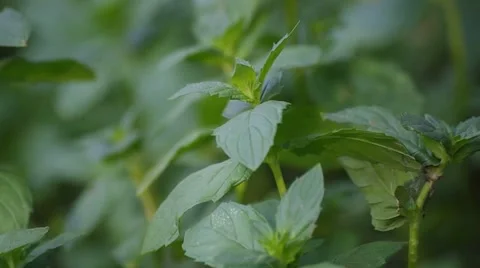 Bushes of fragrant mint Stock Footage 66465244