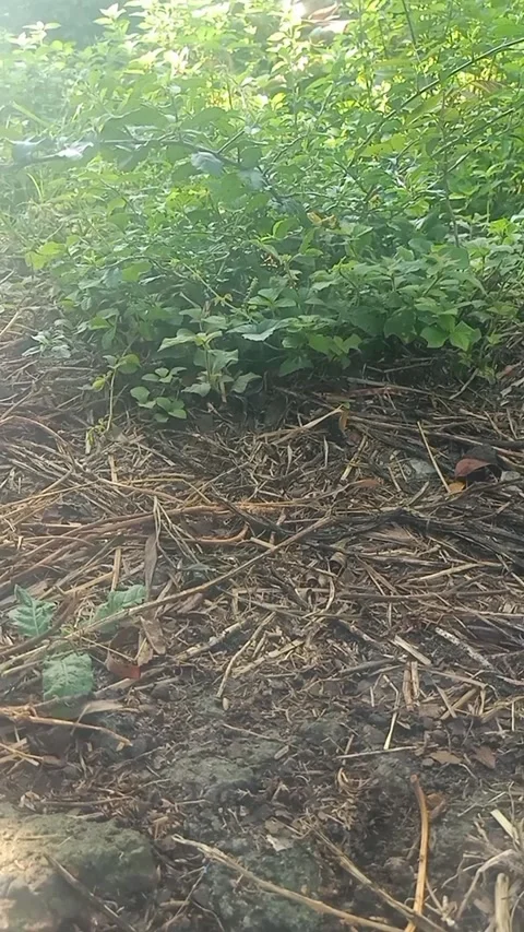 Bushes in front of the house Stock Footage 292951209