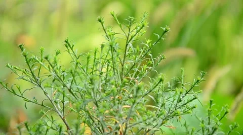The bushes in the garden. Stock Footage 42033226