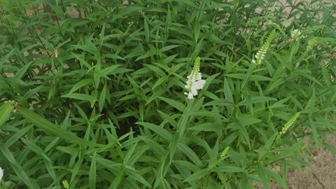 Bushes on a garden plot in summer Stock Footage 306166542