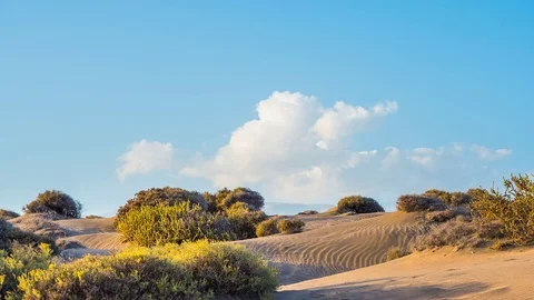 Bushes of grass on the sand. Clouds run across the sky. Timelapse Video stock 71779595