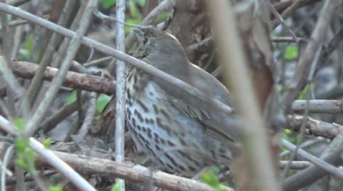 Bushes, mavis Stock-Footage 49513083