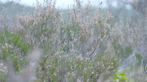 Bushes In The Meadow Up Close 動画素材 63224140