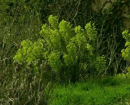 Bushes on meadow Stock-Footage 10717736