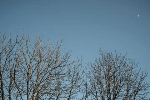 Bushes with moon on background Stock Photos