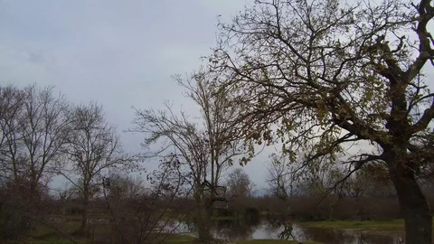 Bushes, Mossy Bare Trees And Puddles Stock Footage 106495946