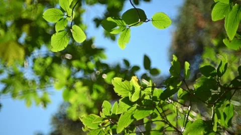 Bushes move in the wind in the evening sunlight in the mountains (slow motion) Video stock 219401150