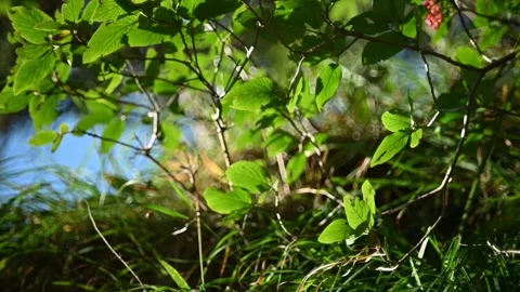 Bushes move in the wind in the evening sunlight in the mountains (slow motion) Stock-Footage 219401153