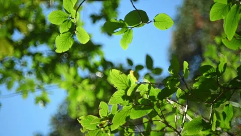 Bushes move in the wind in the evening sunlight in the mountains Stock-Footage 219402237