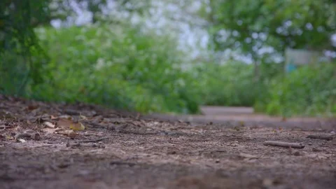 Bushes by Nature Path Видео 75530202