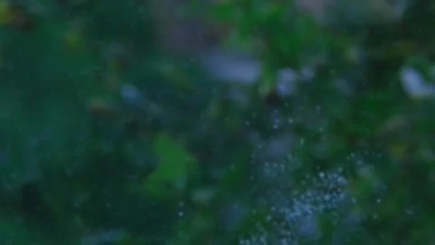 Bushes on the other side of the window. Stock Footage 292791474