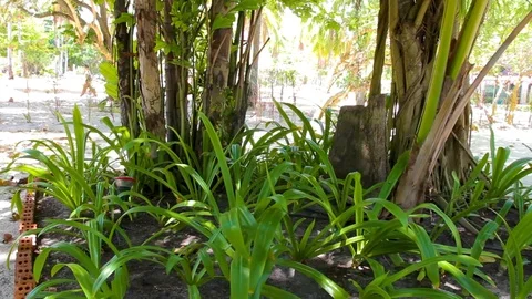 Bushes at park Video stock 89577542