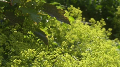 Bushes of a patio in summer Stock Footage 73696984