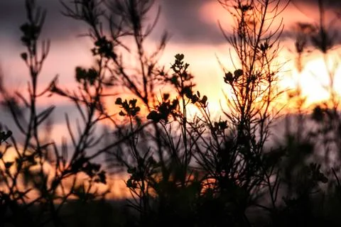 Bushes Foto stock