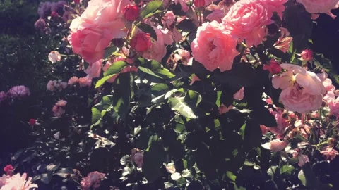 Bushes of pink roses backlit Stock Footage 134839775