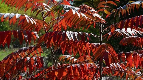 Bushes Plants Fall 01svv Stock Footage 47417739
