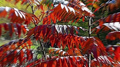 Bushes Plants Fall 02ZOsvv Stock Footage 47417684
