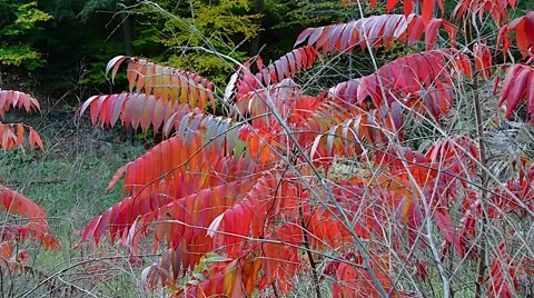 Bushes Plants Fall 04svv Stock Footage 47417716