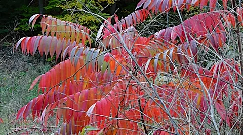 Bushes Plants Fall 05PRsvv Stock Footage 47417712