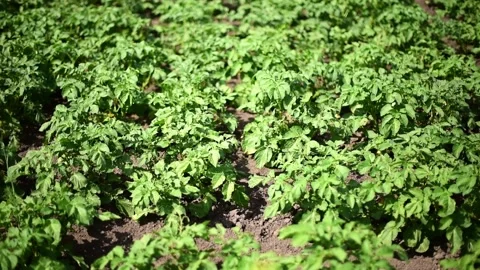 Bushes of potatoes on the field, early eco food, potato with flowers. Agricultur Stock Footage 244810053