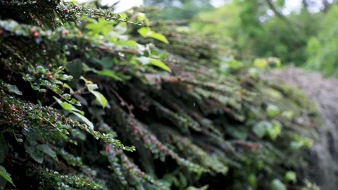 Bushes in the rain in Edinburgh 스톡 동영상 126104877