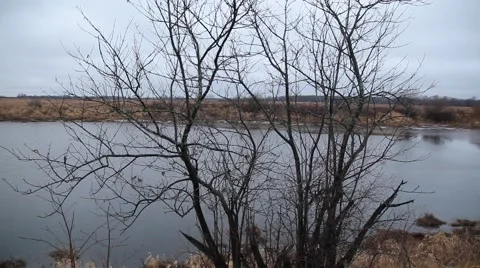 Bushes by the river Video stock 48896099