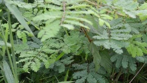 Bushes by the river Stock Footage 172544027