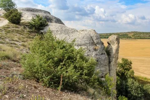 Bushes on the rocks. Photos