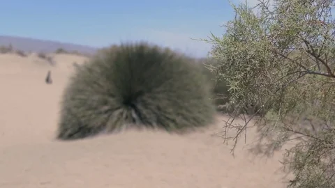 Bushes in the Sand Video stock 74335025