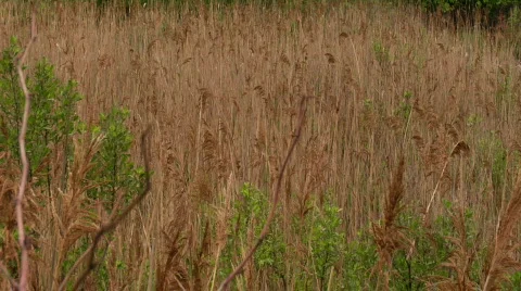 Bushes shrubs hedges dry 2 Video stock 176337