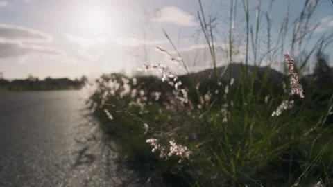 Bushes on the side of an empty road at sunset, Close Up Slow Motion 4K Stock Footage 335313612