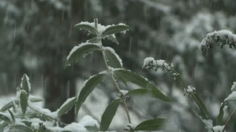 Bushes in Snow 库存影片 11494760
