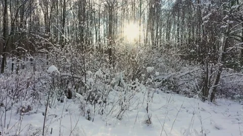 Bushes in snow. Forest. Sun in background light. Forest after a snowstorm Stock Footage 150895984