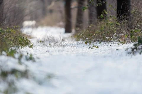 Bushes in snow on path in winter forest. Stock Photos