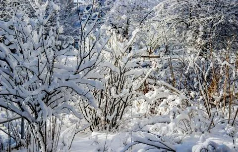 Bushes on snow Stock Photos