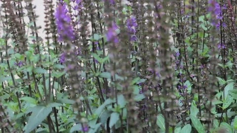 Bushes spikelets  plant pattern  nature 動画素材 111284312