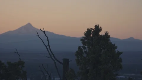 Bushes in the Sunset Stock Footage 90528161