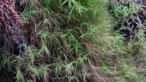 The bushes swayed in the wind Stock Footage 290285861