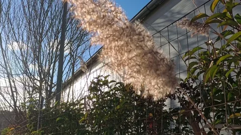 Bushes swaying Stock Footage 300729959