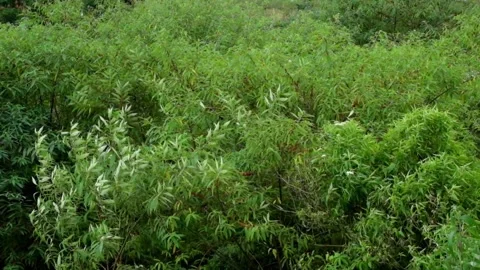 Bushes swaying in the strong wind Stock Footage 297681300