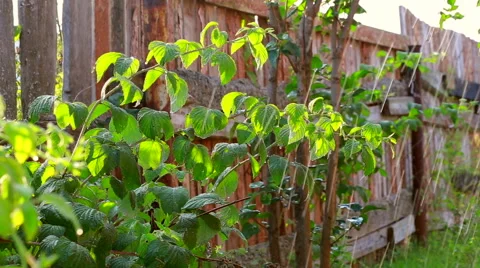 Bushes under the rain. 스톡 동영상 68116859