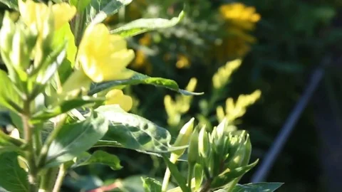 Bushes walk through Video stock 88156134