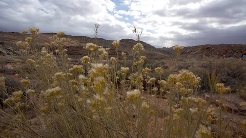 Bushes on the way to Delicate arch Stock Footage 100694852