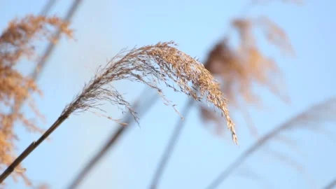 Bushes in the wild Stock Footage 234248616
