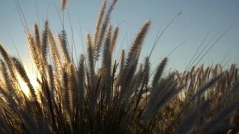 Bushes in the wind Stock Footage 99455958