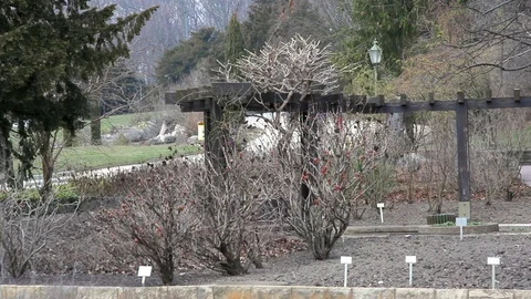 Bushes without foliage, winter time, Berlin botanical gardens, Germany Stock Footage