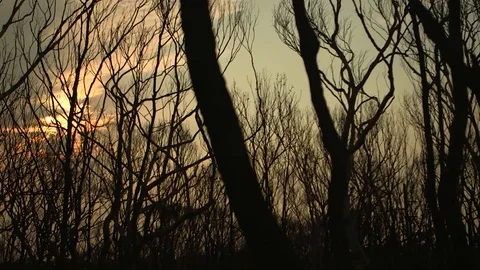 Bushfire Aftermath Video stock 72042643