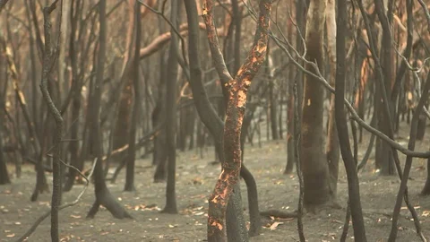 Bushfire Aftermath Stock Footage 72043549